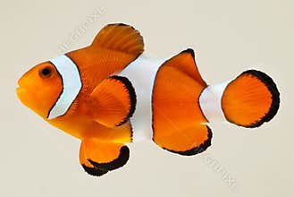Clownfish Photographed on White Backgroun
