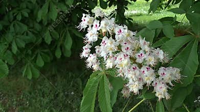 Horse-chestnut flowers Aesculus hippocastanum, conker tree