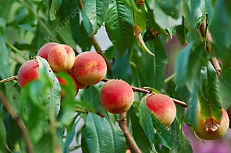 Peach tree