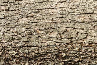 The texture of the bark of the old apple tree, close-up abstract background