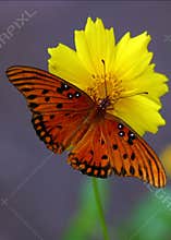 Orange butterfly