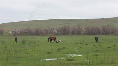Pets graze in the spring field.