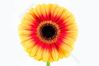 beautiful yellow and red gerbera flower isolated on white background