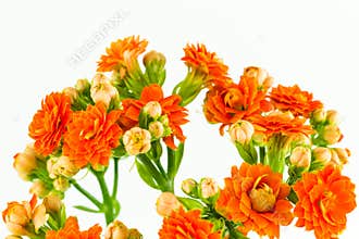 beautiful kalanchoe blossfeldiana flower isolated on white background