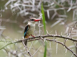 Brown-Hooded Kingfisher.