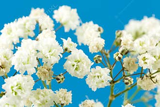 Beautiful white gypsophila paniculata isolated
