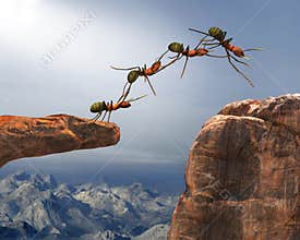 Teamwork, Teams, Team Work, Ants