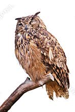 Isolated eagle owl