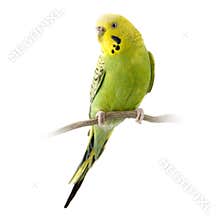 Yellow and green budgie
