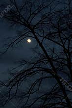 Winter night