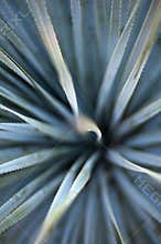 Agave Abstract