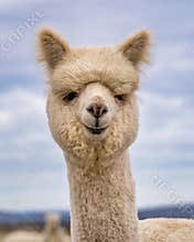 Alpacas in a field on a farm in Oregon