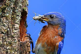 Eastern Bluebird