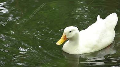 The white duck swims beautifully in the water and its actions