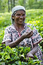 Tea picking in Sri Lanka hill country