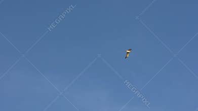 Slow Motion view of silhouette common seagulls flying on mediterranean see.