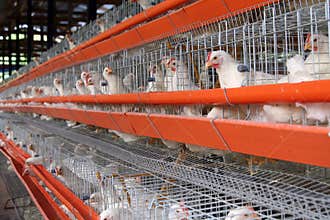Egg farm