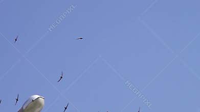 Rapid flight of the common swift