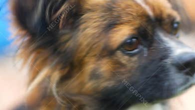 Close up of sad eyes of a homeless dog. Shaggy sad pet dog. Charmful tethered dog looking for a person. Veterinary help to animals