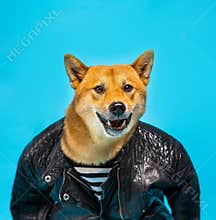 Dog Shiba Inu fashion victim clothes looking camera and smiling.