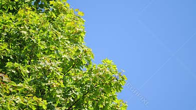 Maple leaves moving on the wind. Maple branches sway in the wind against clear blue sky. Static.