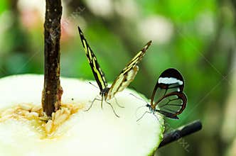 Glass or mirrored butterfly, transparent Greta Oto, lepidopteron
