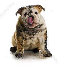 Dirty dog