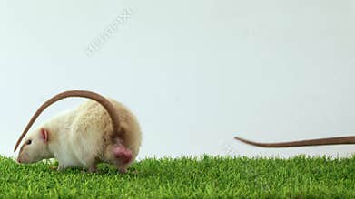Two dumbo rats on green grass and white background play and eat together. Pets play together. Friends are animals. Place