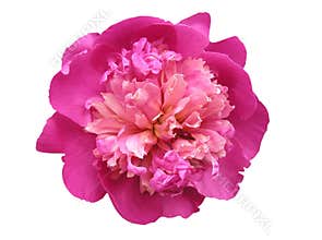 Peony