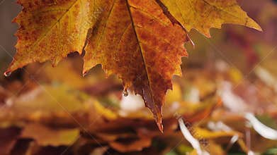 Wet autumn leaf with raindrops falling - close up, slow motion