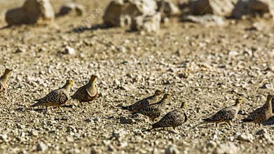 Namaqua sandgrouse in Kgalagadi transfrontier park, South Africa