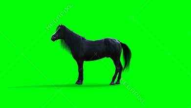 Standing black horse. Green screen realistic animation.