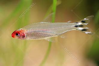 Small fish in the aquarium