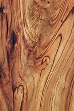 Wood Texture: Camphor Laurel