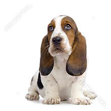 Basset Hound Puppy