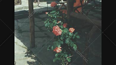 Italy 1965, Flowering garden in spring