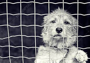 Dog behind a fence