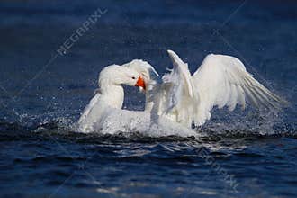 Two White Geese Fighting on a Blue Lake