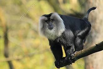 Lion-tailed macaque
