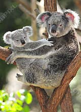 Australian koala bear carrying cute baby australia