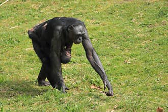 Bonobo