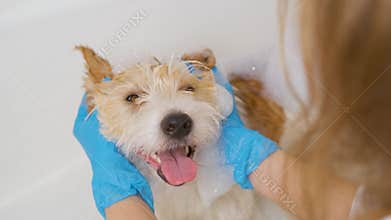 A girl in blue gloves washes a dog in a white tub of water