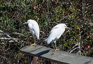 Two snowy egrets perched on a fence rail on a sunny day