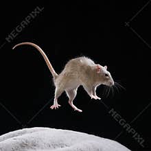decorative rats jump. Rodents on a black