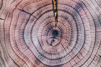 Burnt cherry tree disc with concentric annual growth rings. Tree anatomy