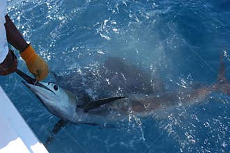 Marlin 2