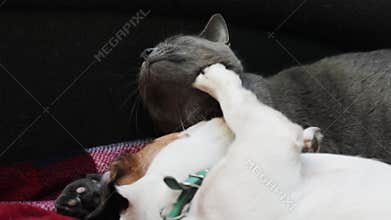 Cute puppy jack russell terrier licks the muzzle of a gray cat, horizontal