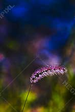 Bristle grass