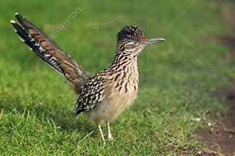 Greater roadrunner