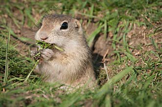 European ground squirrel